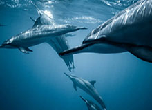 开云电竞海外平台-中国女足亚洲杯首战告捷